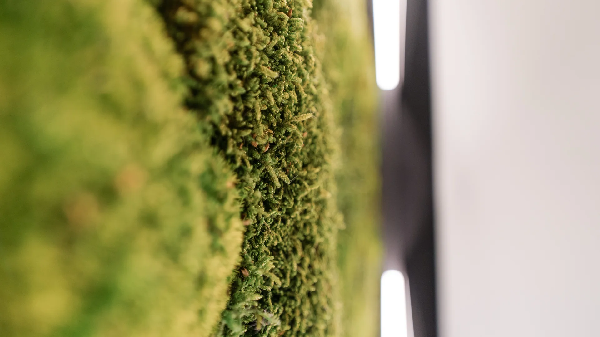 Ihr besonderes Hotel in Königsbrunn: Zeller’s Quartier Nahaufnahme einer grünen Mooswand mit unscharfem Hintergrund